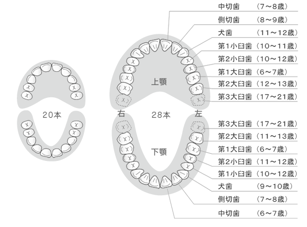 永久歯の生え変わり